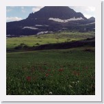 Glacier181 * 1332 x 2014 * (811KB)